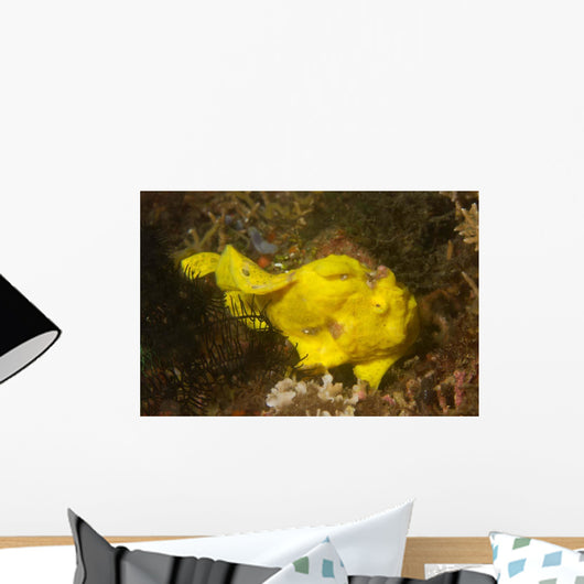 Painted Frogfish Antennarius Pictus Wall Decal Design 2