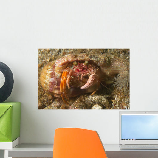 Anemone Hermit Crab Carries Wall Decal Design 2