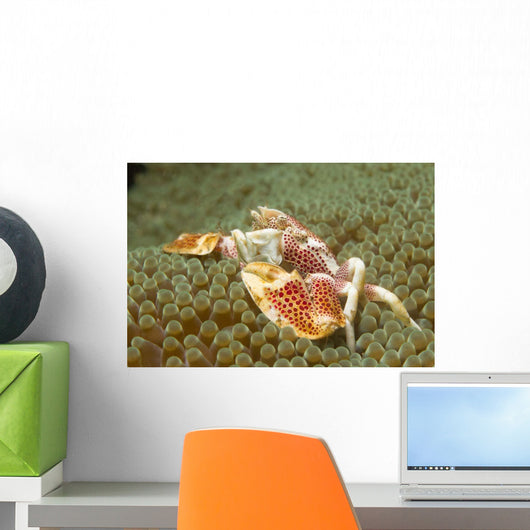 Spotted Porcelain Crab Sea Wall Decal