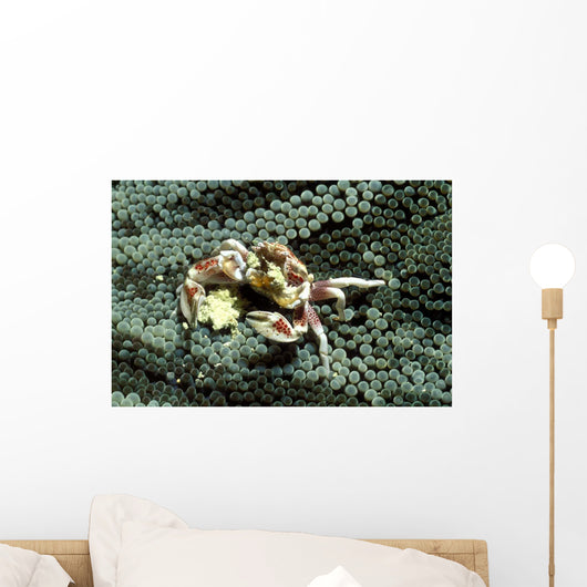Porcelain Crab Eating Solomon Wall Decal