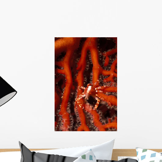 Elegant Squat Lobster Allogalathea Wall Decal