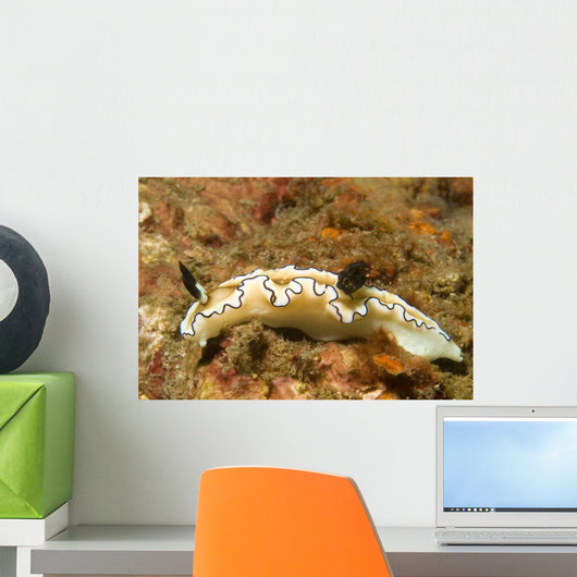 Dark Margin Glossodoris Nudibranch Wall Decal