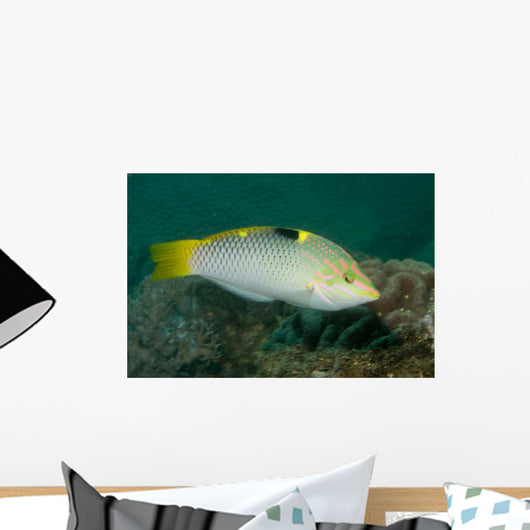 Checkerboard Wrasse Intermediate Form Wall Decal