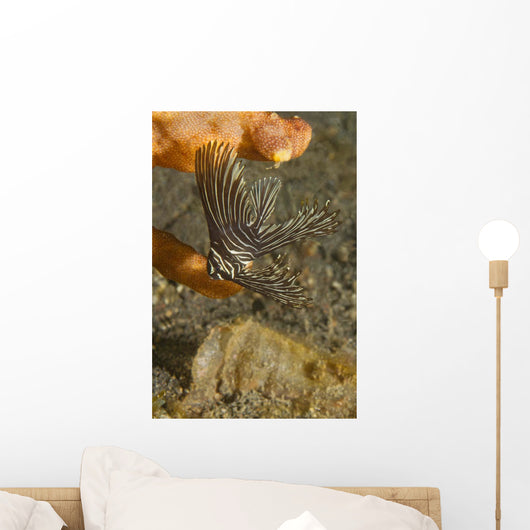 Batavian Spadefish Juvenile Form Wall Decal