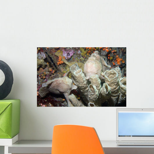 Pair Giant Frogfish Blend Wall Decal
