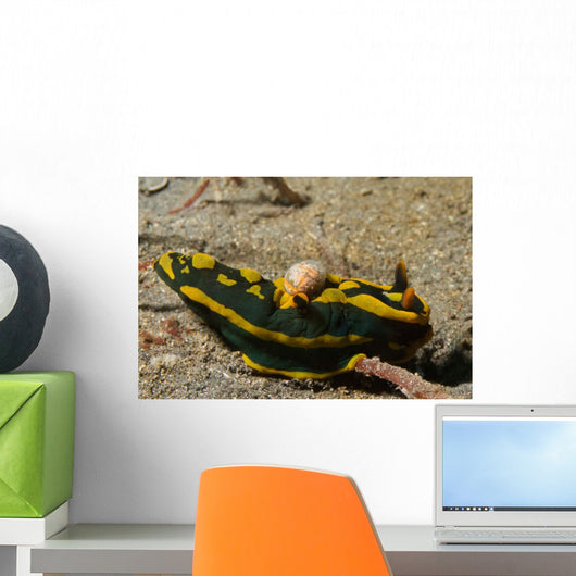 Tambja Gabrielae Nudibranch with Wall Decal