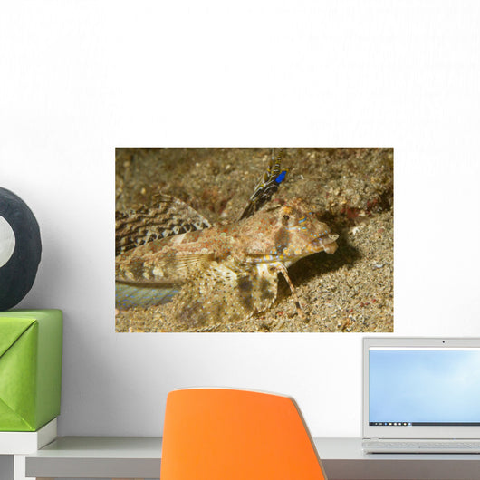 Fingered Dragonet Showing Modified Wall Decal