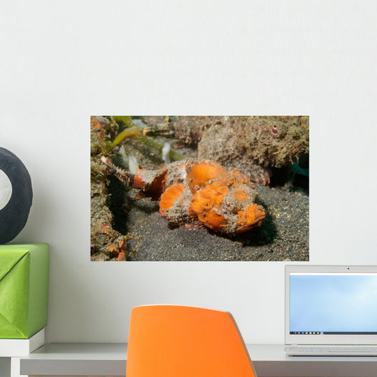 Flasher Socrpionfish Scorpaenopsis Macrochir Wall Decal Design 2