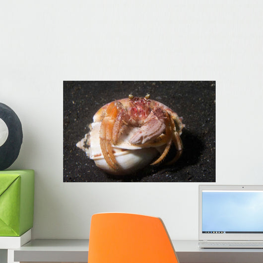 Anemone Hermit Crab Lembeh Wall Decal