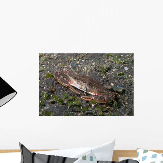 Blood-spotted Swimming Crab Lembeh Wall Decal