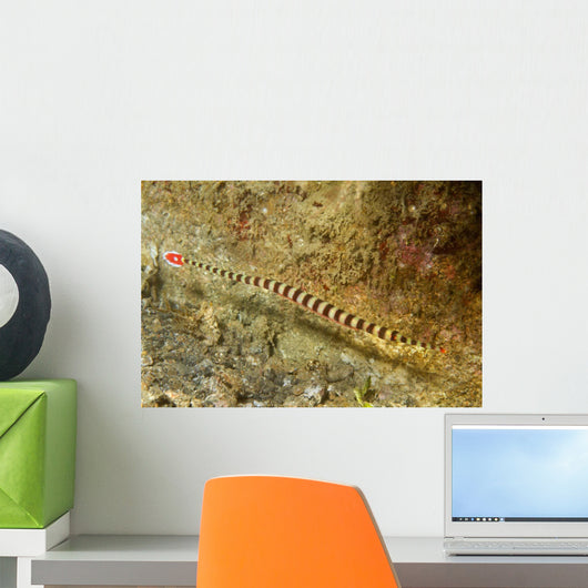 Ringed Pipefish Carries Its Wall Decal