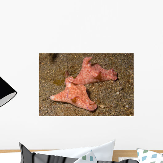 Pair Three-lobed T-bar Nudibranchs Wall Decal