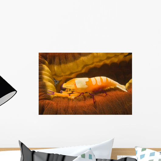 Emperor Shrimp Lives Sea Wall Decal Design 2