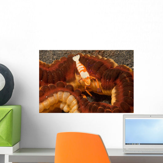 Emperor Shrimp Lives Sea Wall Decal Design 1