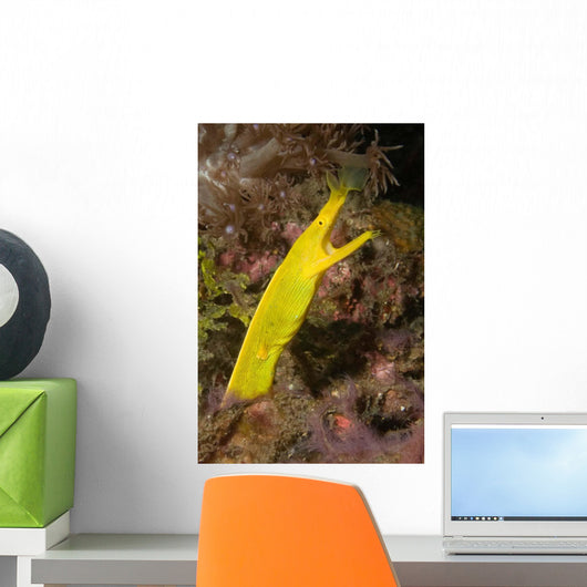 Female Ribbon Eel Rhinomuraena Wall Decal