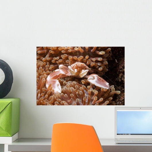 Spotted Porcelain Crab Lives Wall Decal