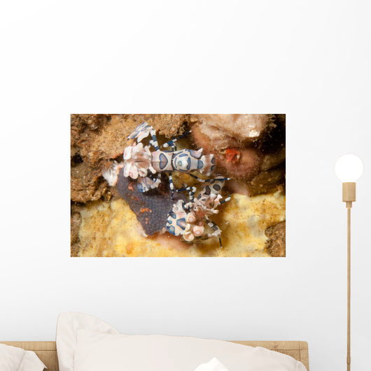 Pair Harlequin Shrimp Lembeh Wall Decal