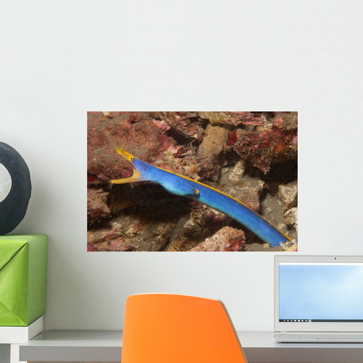 Male Ribbon Eel Emerging Wall Decal