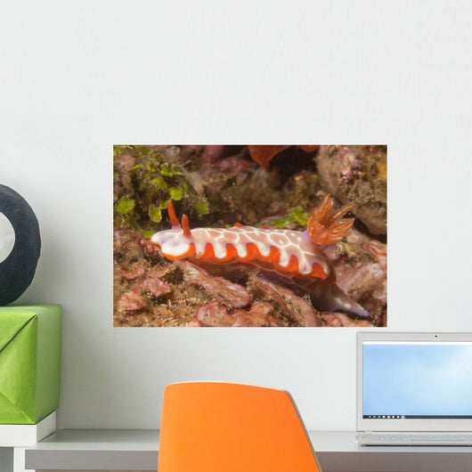 Fishnet Nudibranch Lembeh Strait Wall Decal