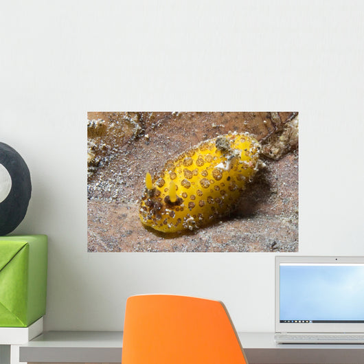 Dorid Nudibranch Lembeh Strait Wall Decal