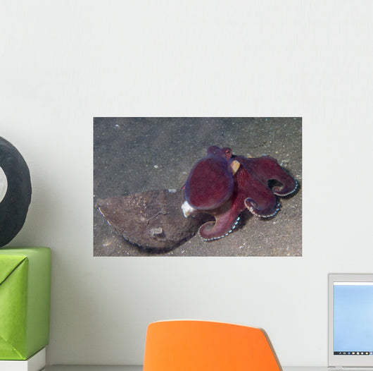 Coconut Octopus Sits Coconut Wall Decal