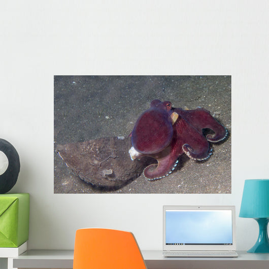 Coconut Octopus Sits Coconut Wall Decal