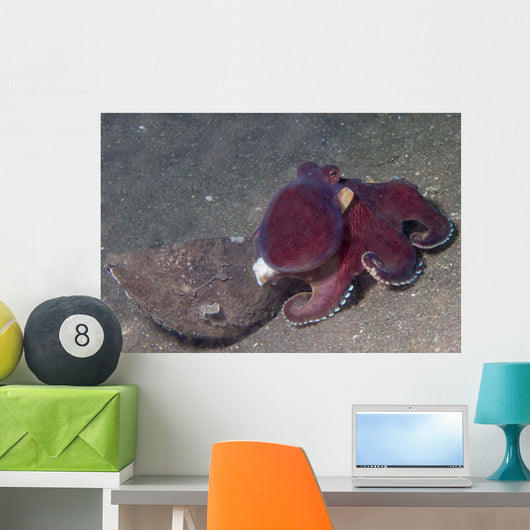 Coconut Octopus Sits Coconut Wall Decal