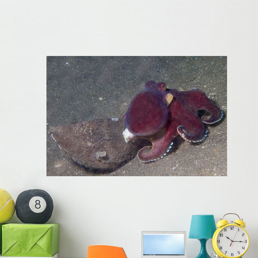 Coconut Octopus Sits Coconut Wall Decal