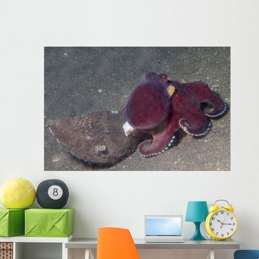 Coconut Octopus Sits Coconut Wall Decal