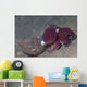 Coconut Octopus Sits Coconut Wall Decal