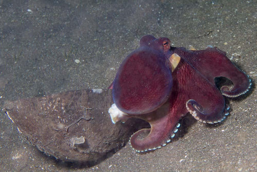 Coconut Octopus Sits Coconut Wall Decal