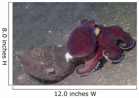 Coconut Octopus Sits Coconut Wall Decal