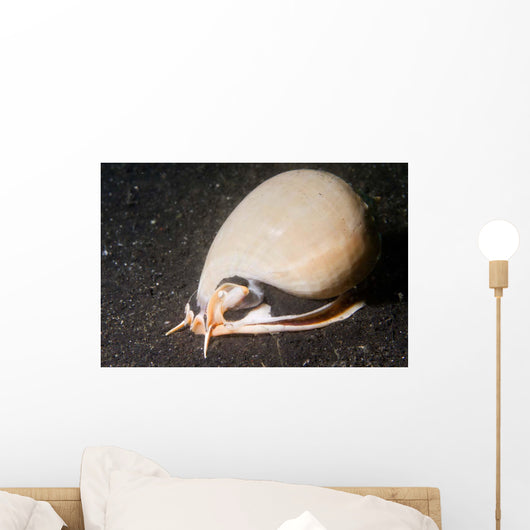 Grey Bonnet Phalium Glaucum Wall Decal