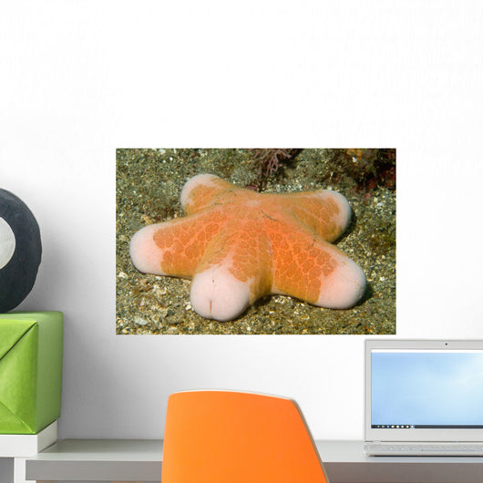 Granular Sea Star Choriaster Wall Decal