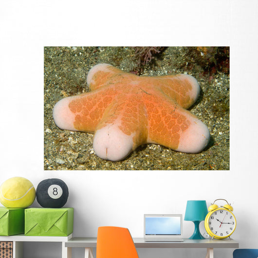 Granular Sea Star Choriaster Wall Decal