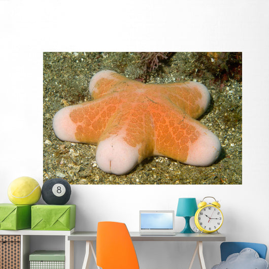 Granular Sea Star Choriaster Wall Decal