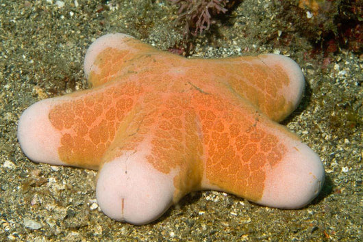 Granular Sea Star Choriaster Wall Decal