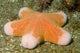 Granular Sea Star Choriaster Wall Decal