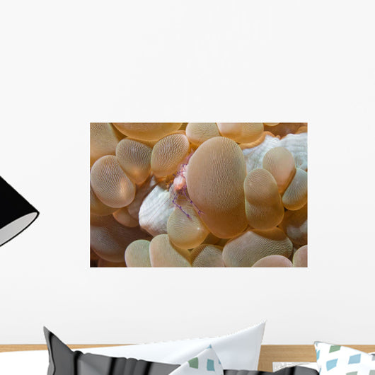 Bubble Coral Shrimp Lembeh Wall Decal Design 2