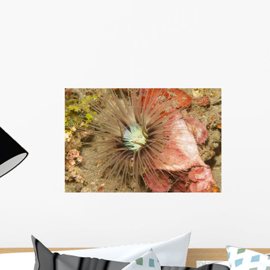 Sea Anemone Cerianthus Sp Wall Decal