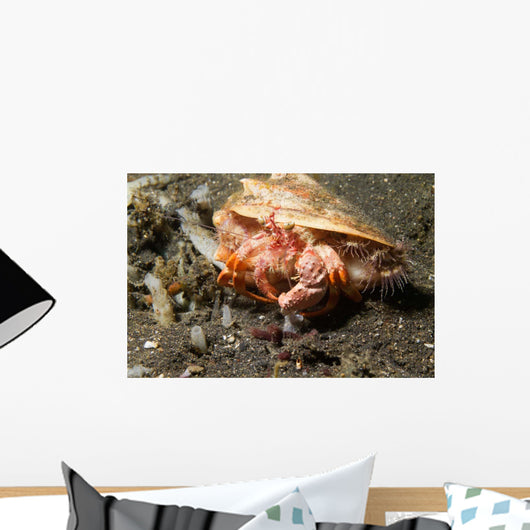 Anemone Hermit Crab Carries Wall Decal Design 1
