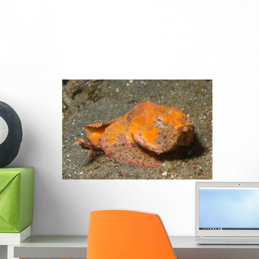 Flasher Scorpionfish Lembeh Strait Wall Decal