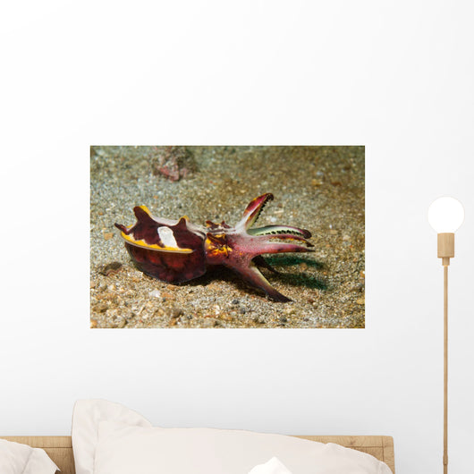 Flamboyant Cuttlefish Lembeh Strait Wall Decal