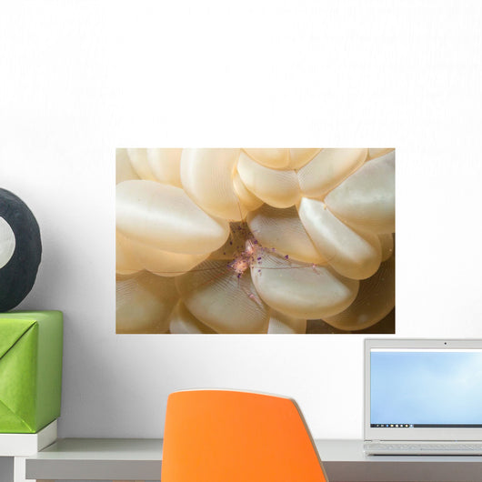 Bubble Coral Shrimp Lembeh Wall Decal Design 1