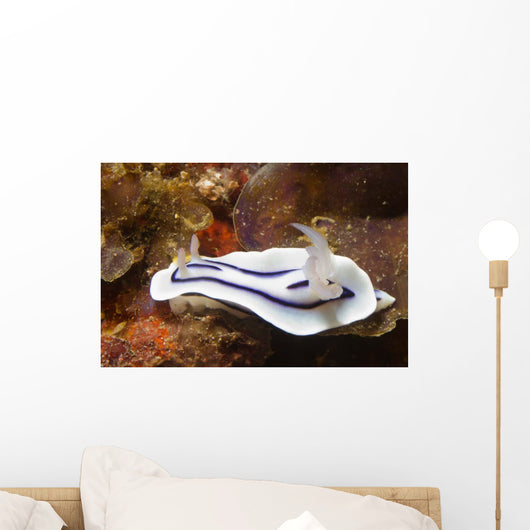 Loch's Chromodoris Nudibranch Lembeh Wall Decal