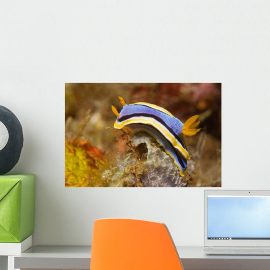Anna's Chromodoris Nudibranch Lembeh Wall Decal