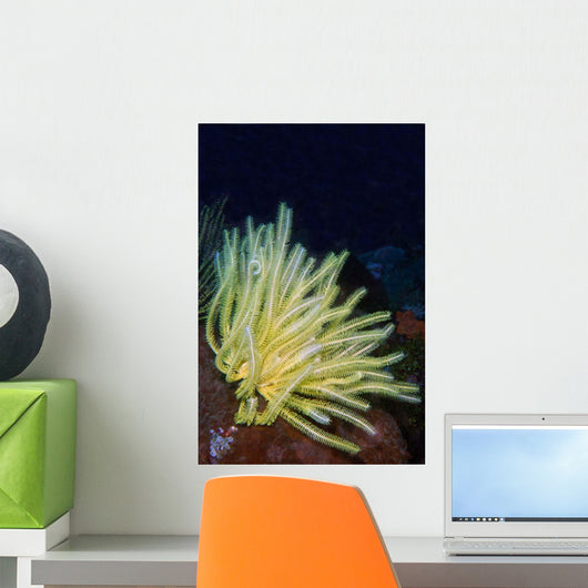 Bennett's Feather Star Lembeh Wall Decal