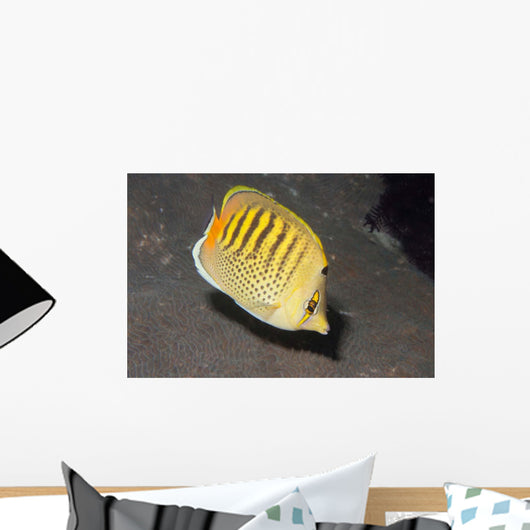 Spot-banded Butterflyfish Lembeh Strait Wall Decal