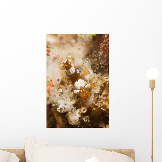 Squat Shrimp Thor Amboinensis Wall Decal