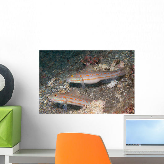 Pair Orange-dashed Gobies Valenciennes Wall Decal